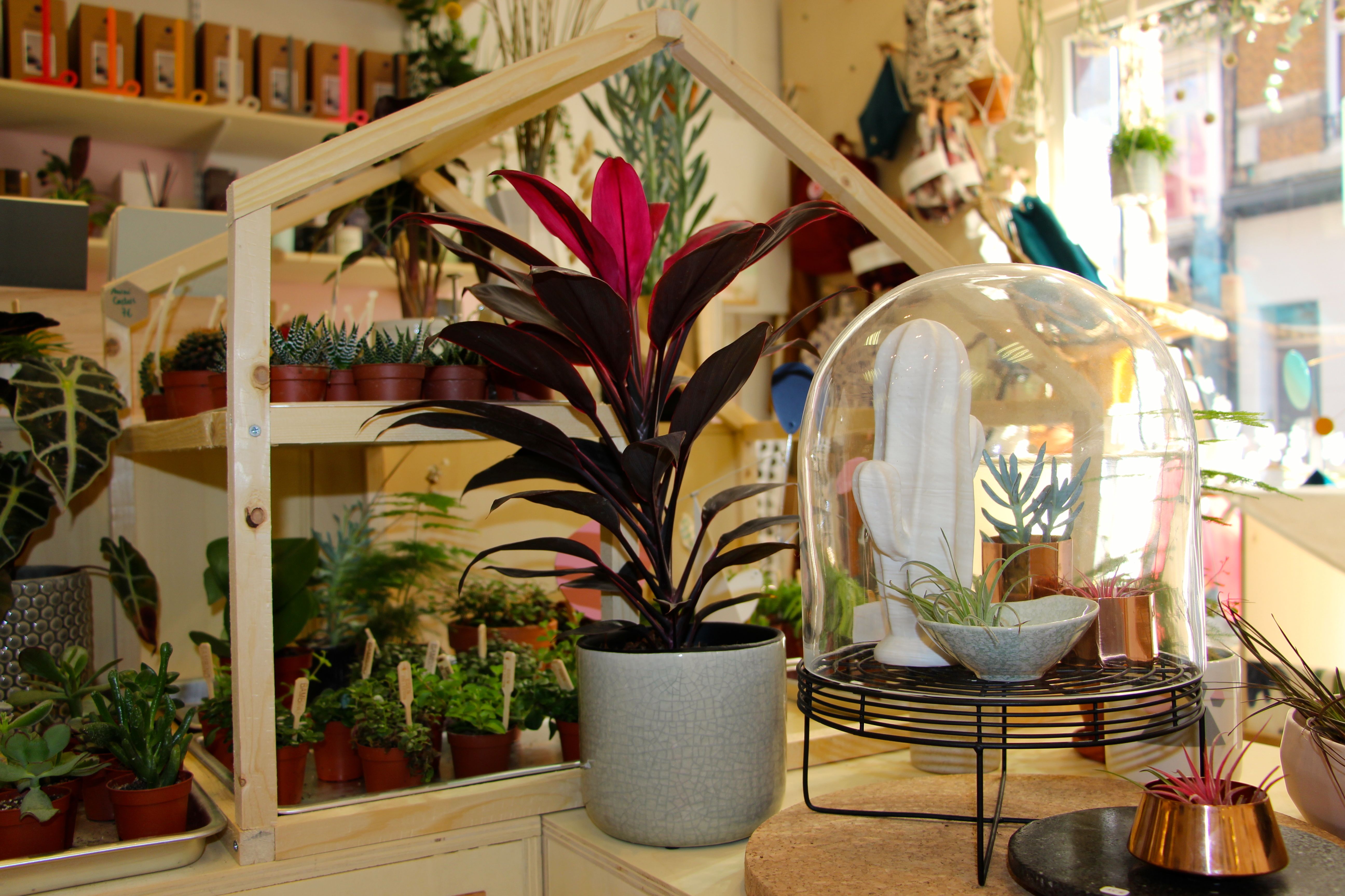 magasin de plantes magasin de plantes